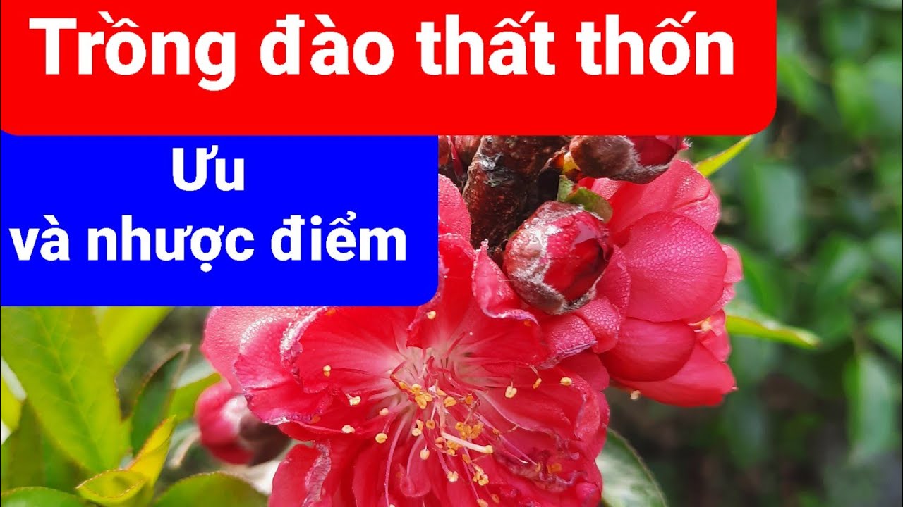 Ưu và nhược điểm của cây hoa đào thất thốn