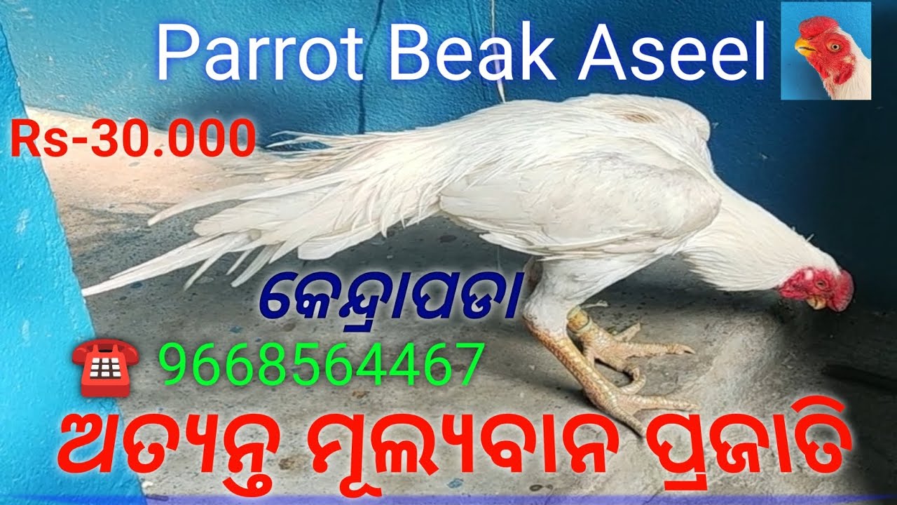 Parrot Beak Aseel 🐓 | sua 🦜 thantia kukuda | sabutharu dami kukuda farm | chicks 🐥| aseel 🐓