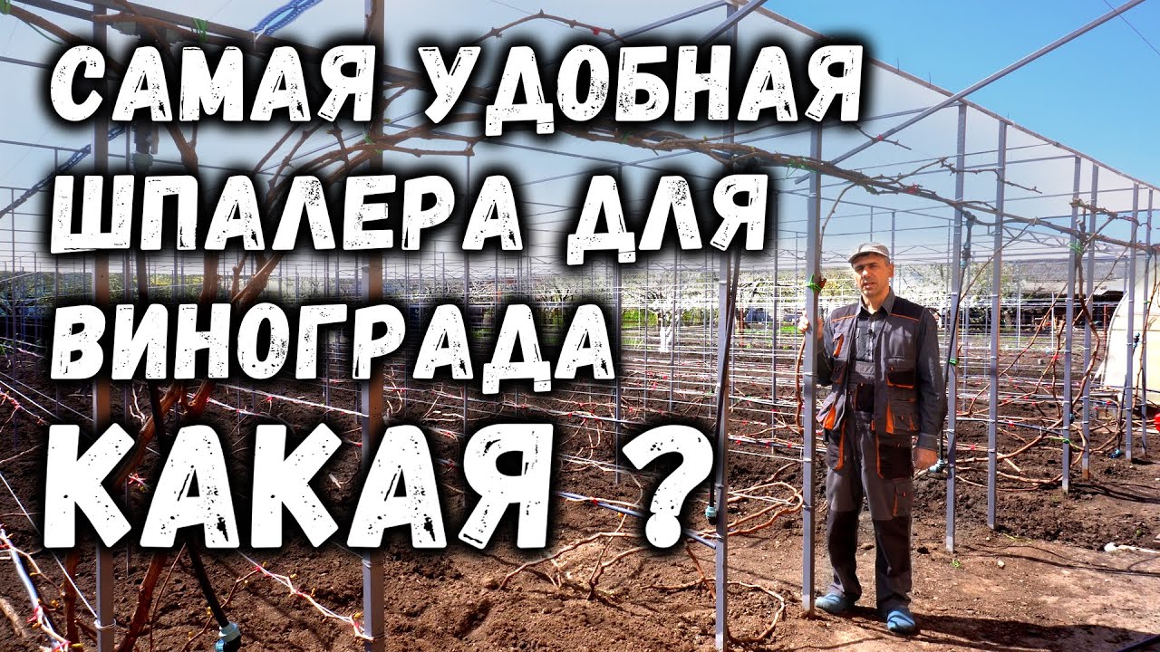 Самая удобная шпалера для винограда - Какая?
