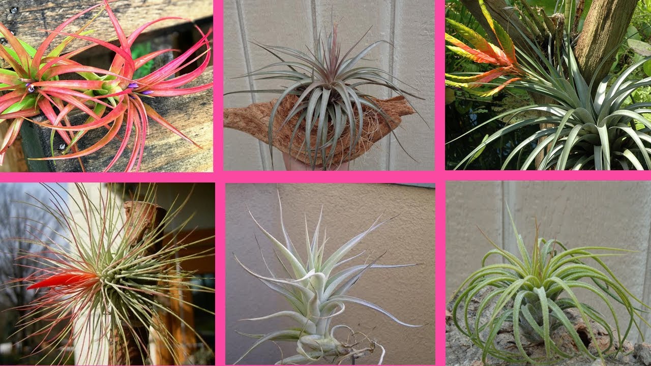 23 Hermosas Especies de Tillandsia o claveles del aire !