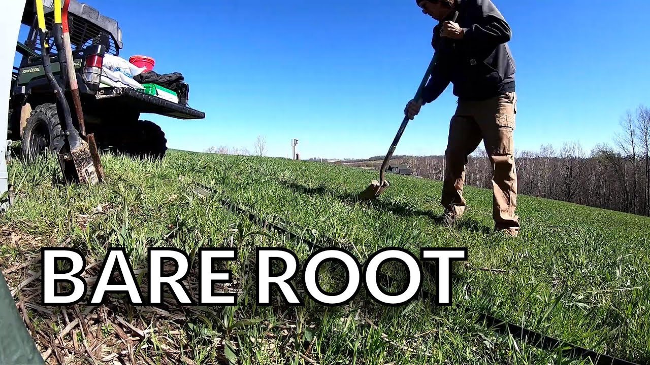 Planting Bare Root Trees [Full Version] - 1