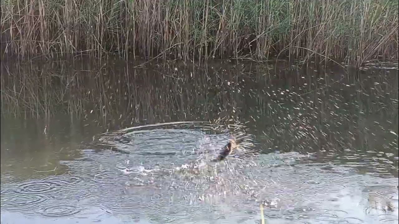 Pescuit la undita pe salbatic,patratica si boaba de porumb