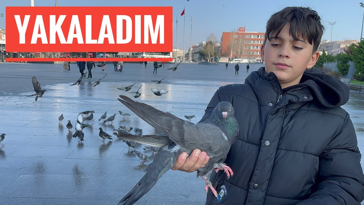 Yabani Güvercinler Arasında Kaçak Yakaladım ( Nuhudi )