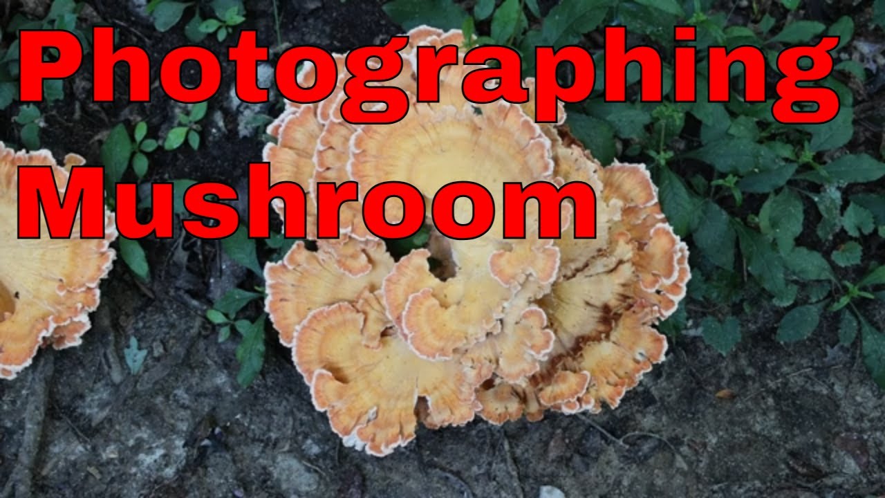 Photographing Mushrooms in North Carolina