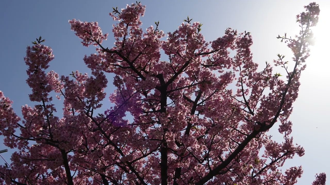 大横川沿いの寒緋桜　令和8年3月1日撮影