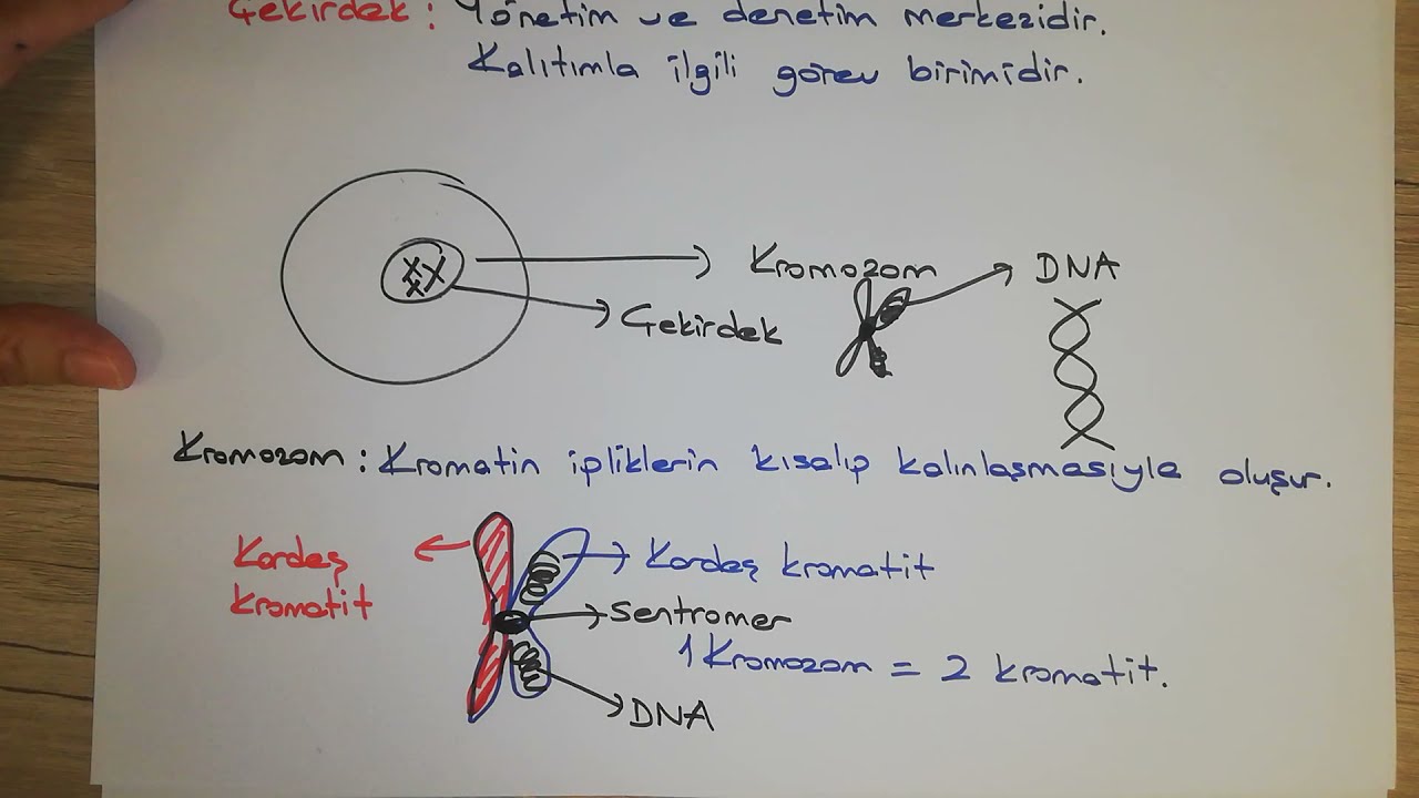7.Sınıf Fen Kromozom - DNA - Gen - Nükleotit