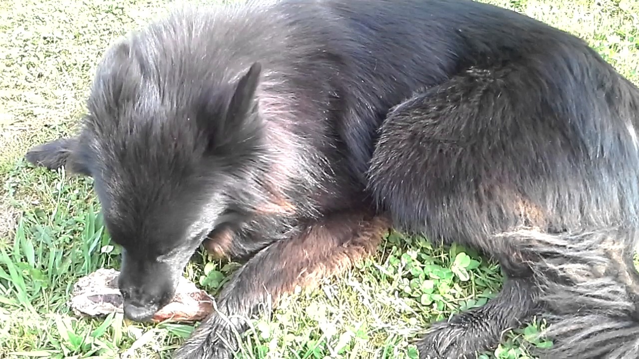 Presentation de tout mes animaux + présentation de mon jardin !