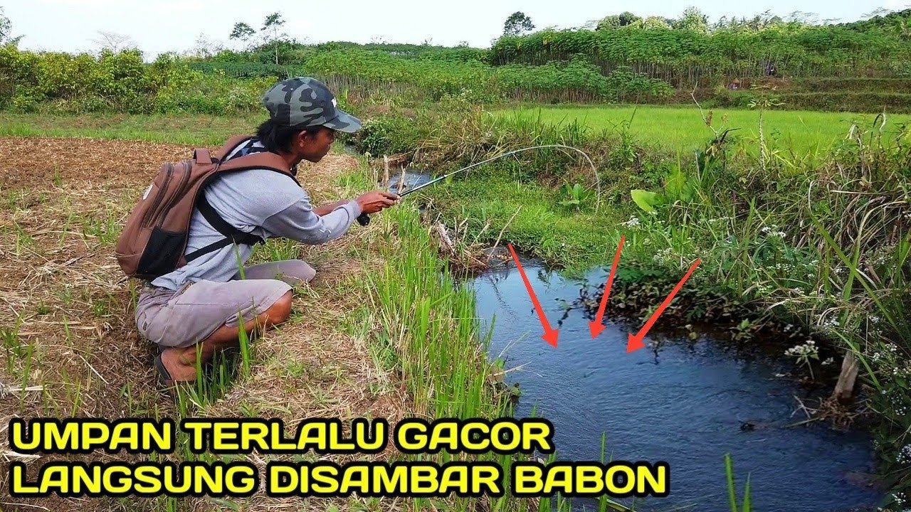 Mancing di Selokan Tengah Sawah Ikannya Masih Melimpah #LM12