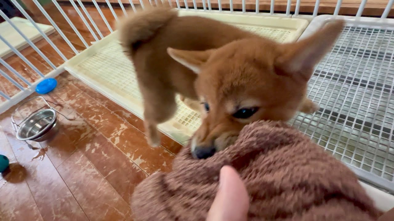 命名「くるみ」ちゃん、名前が付いて激しさが増す子犬
