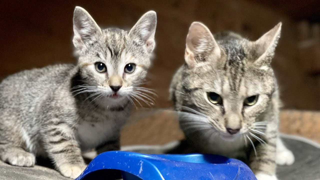 Обучение новых амбарных кошек на ферме