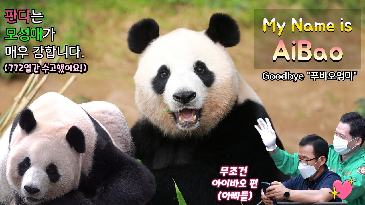 [푸덕이Cam] 아이바오 이야기 