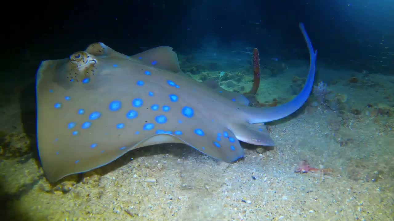 Han’s Reef. Night dive. Gili Air. Lombok.(Indonesia) Gili Air Divers. Yellowmouth Moray