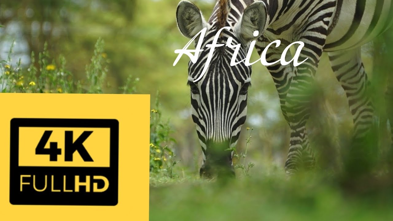 4K VIDEO (UTRAHD) AFRICAN WILDLIFE UNBELIEVABLE BEAUTY
