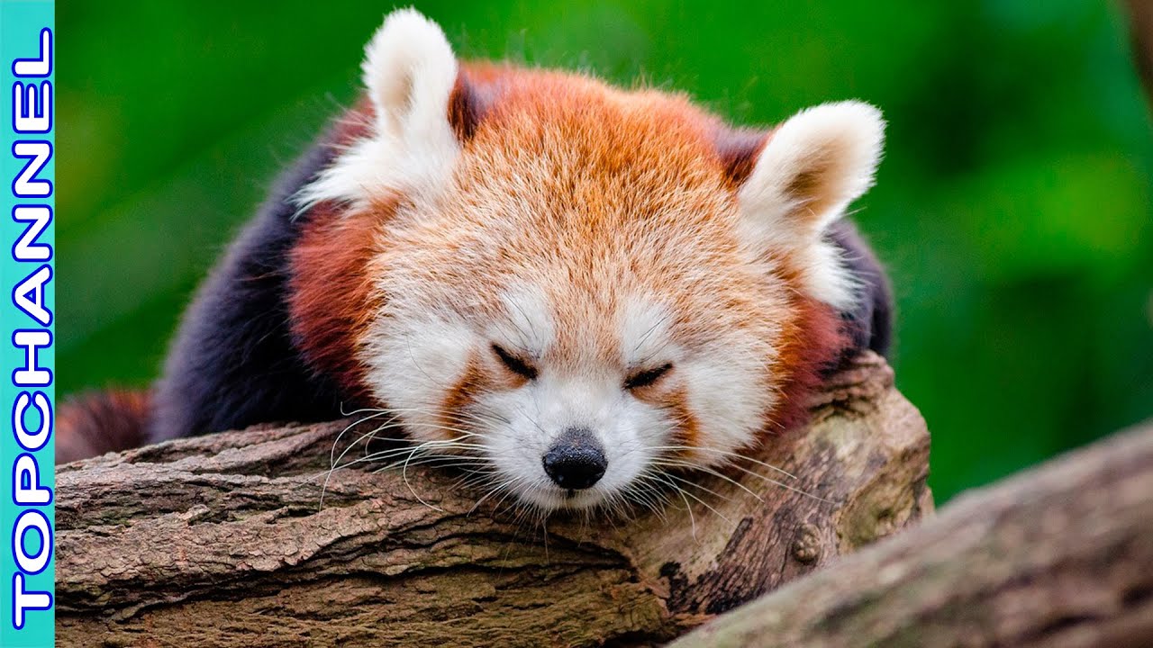 10 Animales m&aacute;s perezosos del mundo