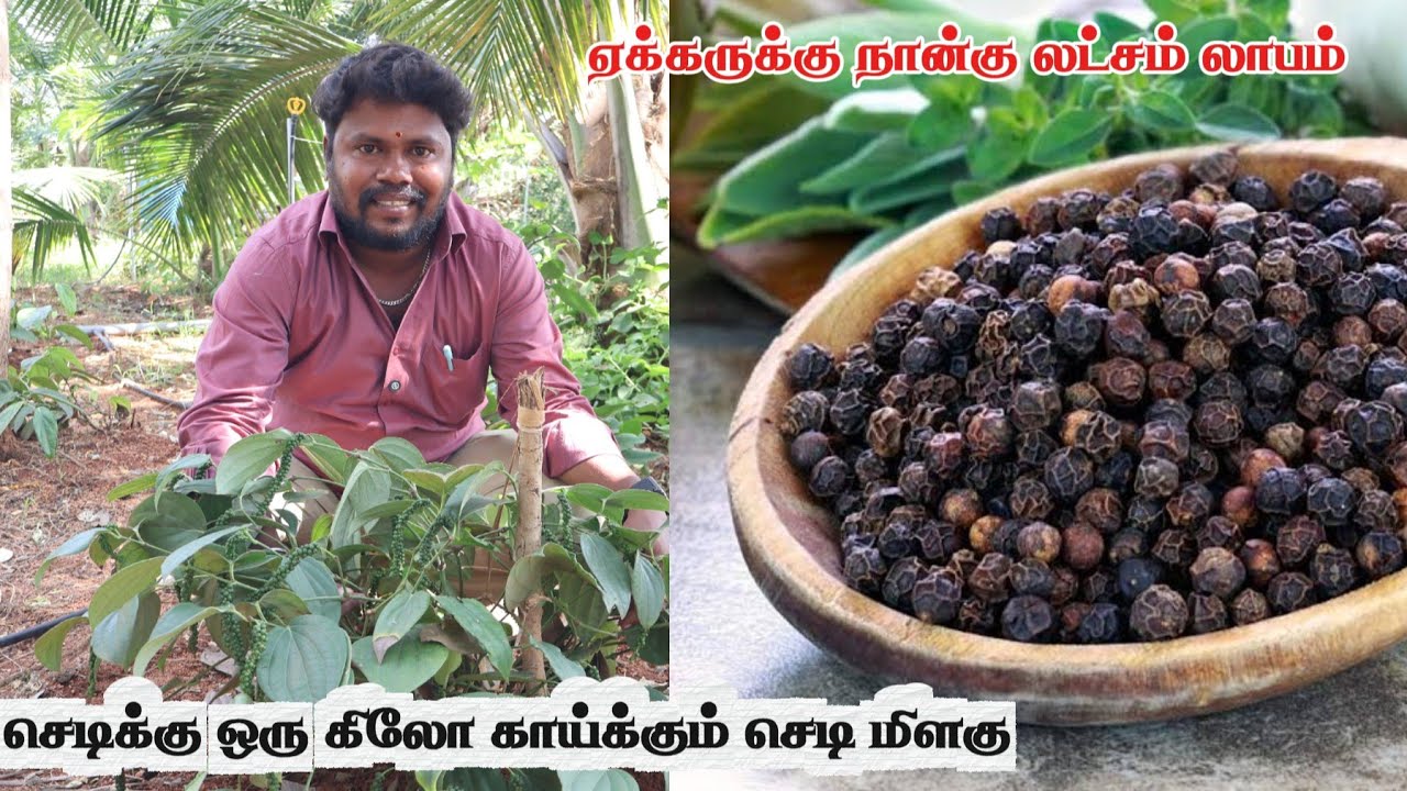 கொத்து கொத்தாக காய்க்கும் செடி மிளகு | செடிக்கு ஒரு கிலோ காய்க்கும் | Black Paper Cultivation 