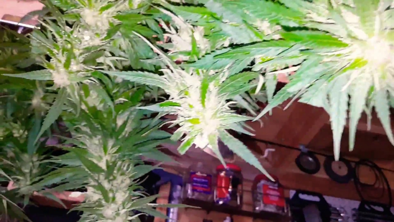 Gorilla Glue & Lemon Zkittle 5lbs 2018