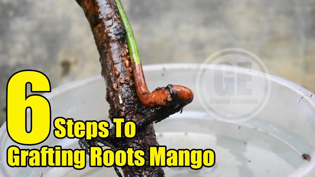 Mango Tree: 6 Steps To Grafting Roots
