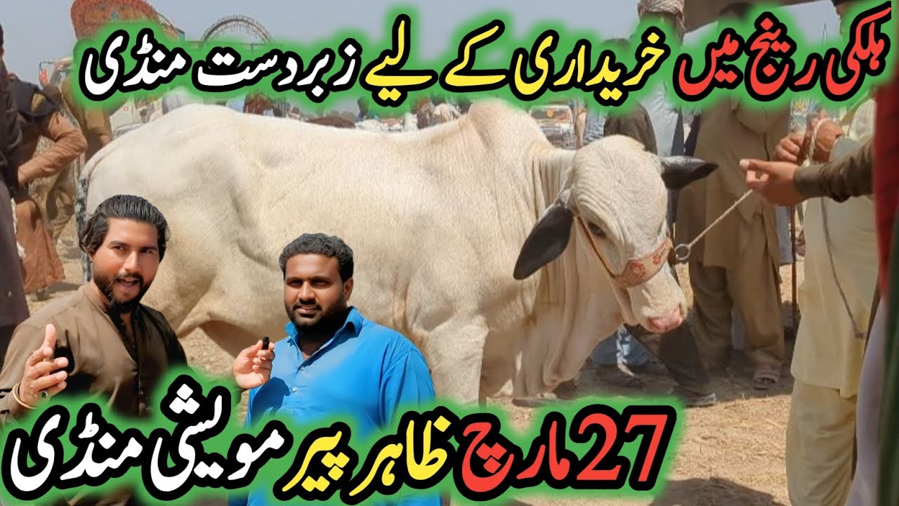 🔥Zahir Peer Cow Mandi 2025 | Best Bulls & Beautiful Cows 🐂 | 27 March Full Update 🏆