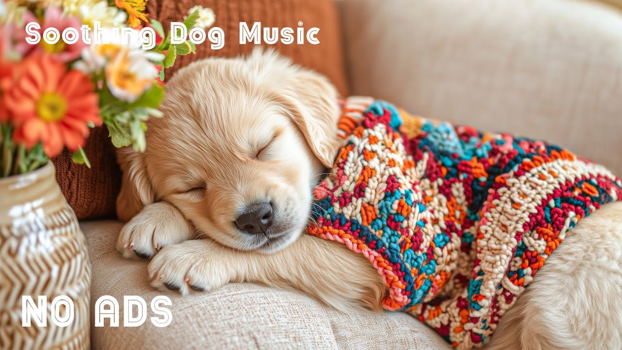 12 часов успокаивающей музыки для собак 🐶🌸 Исцеляющая музыка для сна и спокойствия 💤