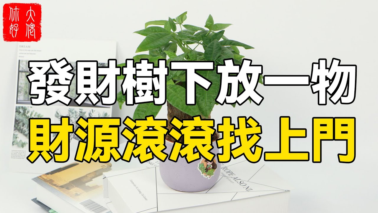 發財樹下放一寶，財神天天來做客，錢財翻倍漲不停！有錢人都這樣做！