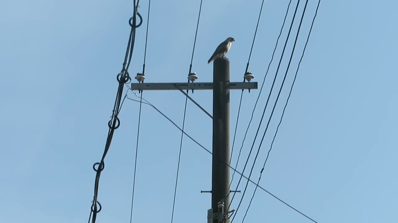 ノスリ