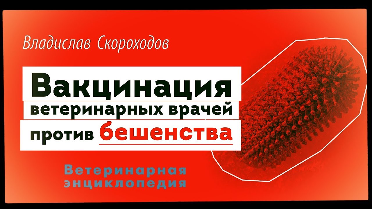 Вакцинация ветеринарных врачей против бешенства