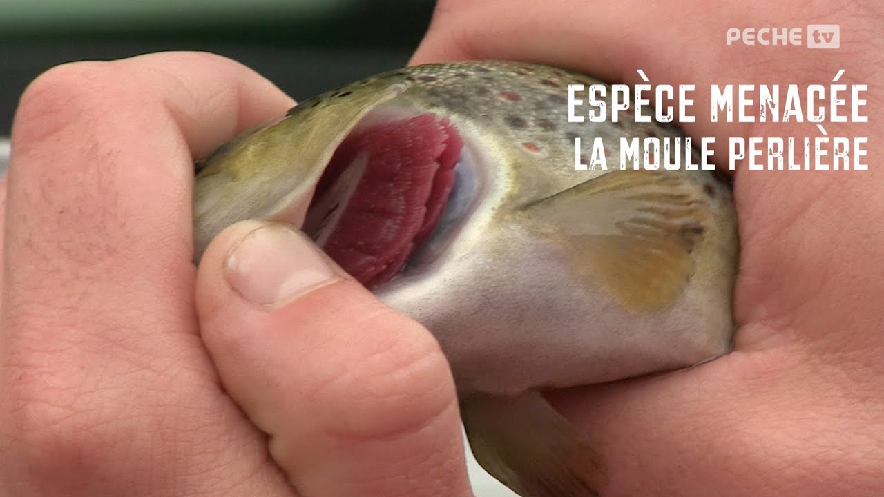 La moule perlière - espèce menacée #1