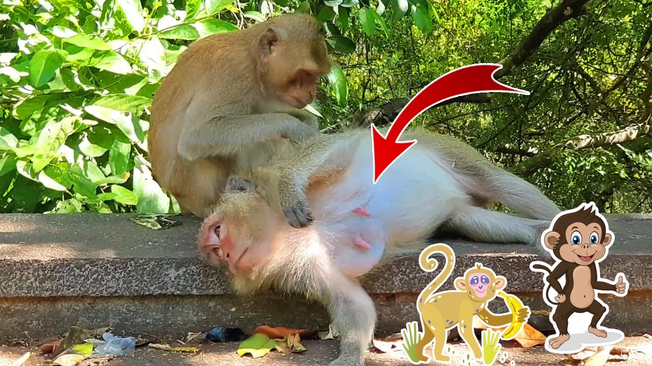 Wow......Unbelievable! Wild Monkeys try friendly to me | Love Wild Animal