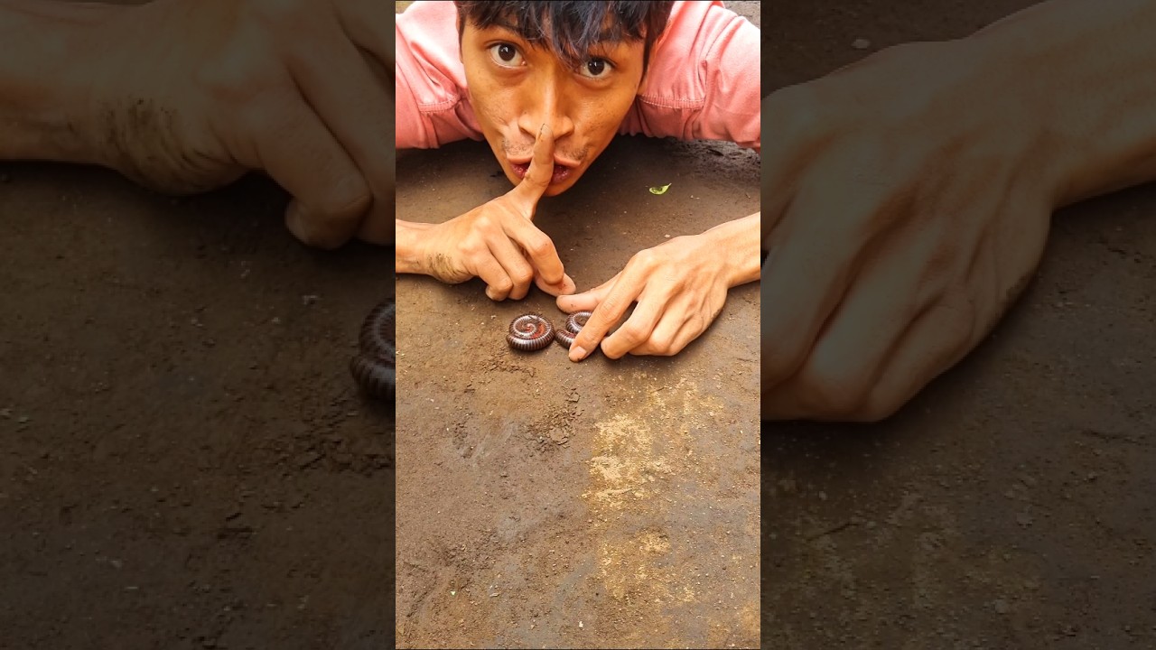 The camera stood ready, recording the moment the millipede rose from its circle of slumber
