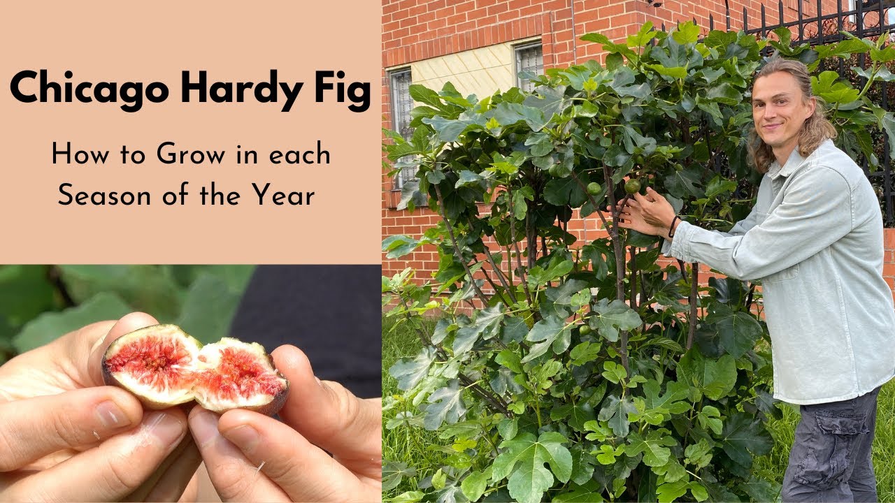 HARDY FIG Tree - How to Grow & Care For in Spring, Summer & Winter