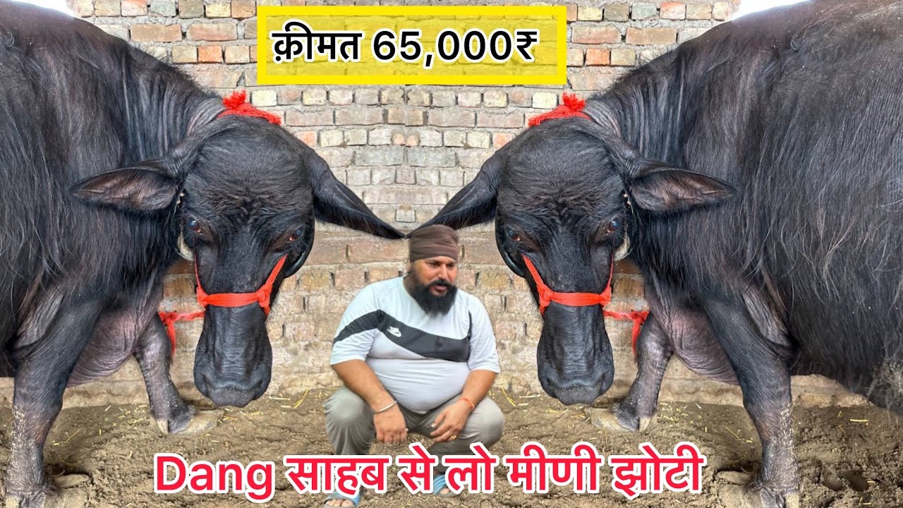 🔥Dang साहब से लो मीणी झोटी । 2 भैंसे और 2 गाय बिकाऊ दूध 14 से 30 लीटर क़ीमत 65,000₹ से शुरू 