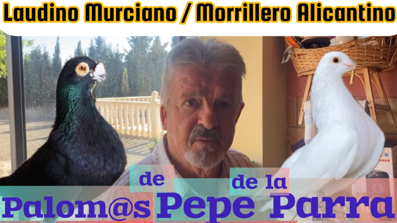 Pepe de la Parra nos enseña sus Laudinos Murcianos y Morrilleros Alicantinos plena temporada de cría