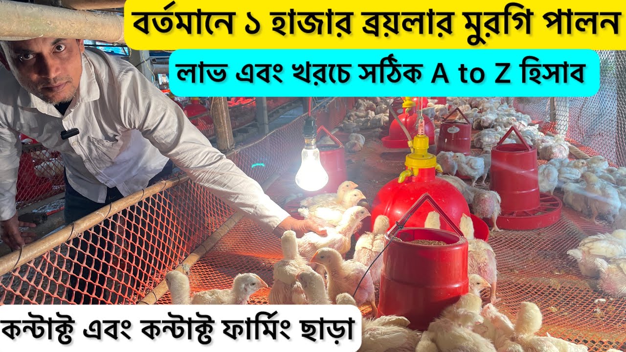 ১ হাজার ব্রয়লার মুরগি পালনে আয় ব‍্যায় সঠিক হিসাব | 1000 boiler chicken profit | boiler murgi farm