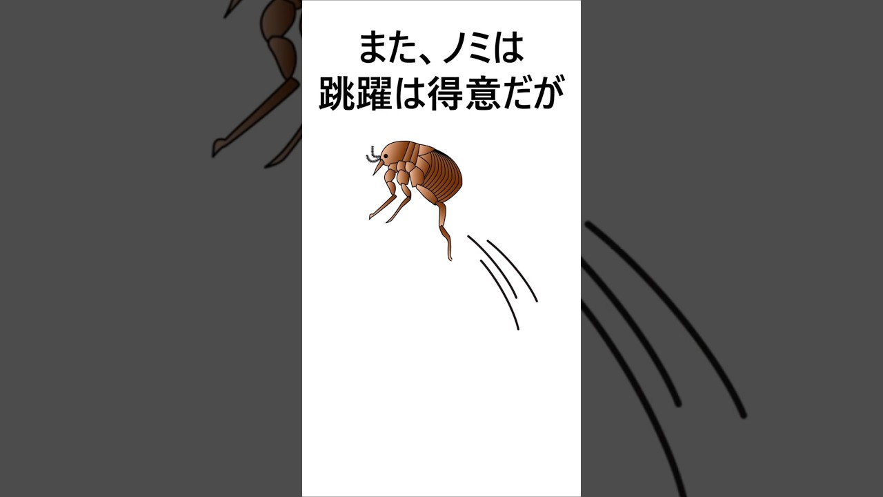 ノミに関する雑学