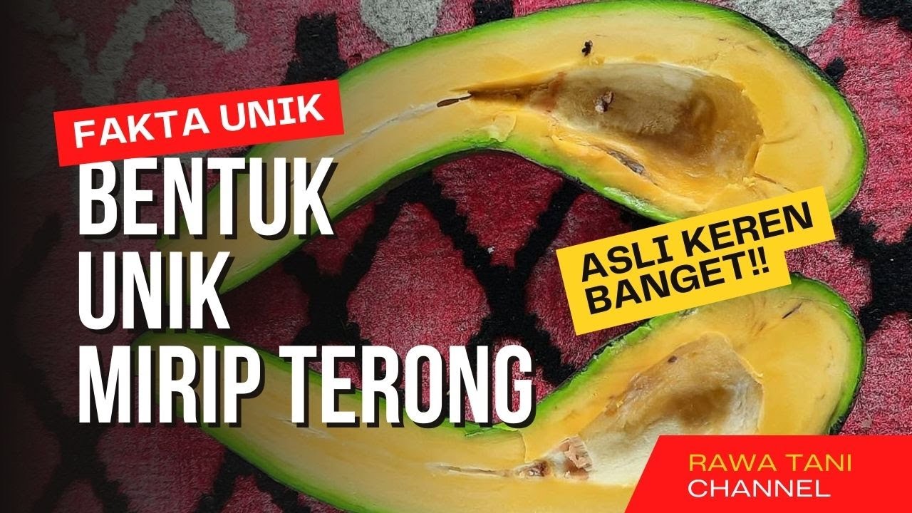 ALPUKAT SAB 034 !!! ALPUKAT UNIK VIETNAM YANG COCOK UNTUK TABULAMPOT I Rawa Tani
