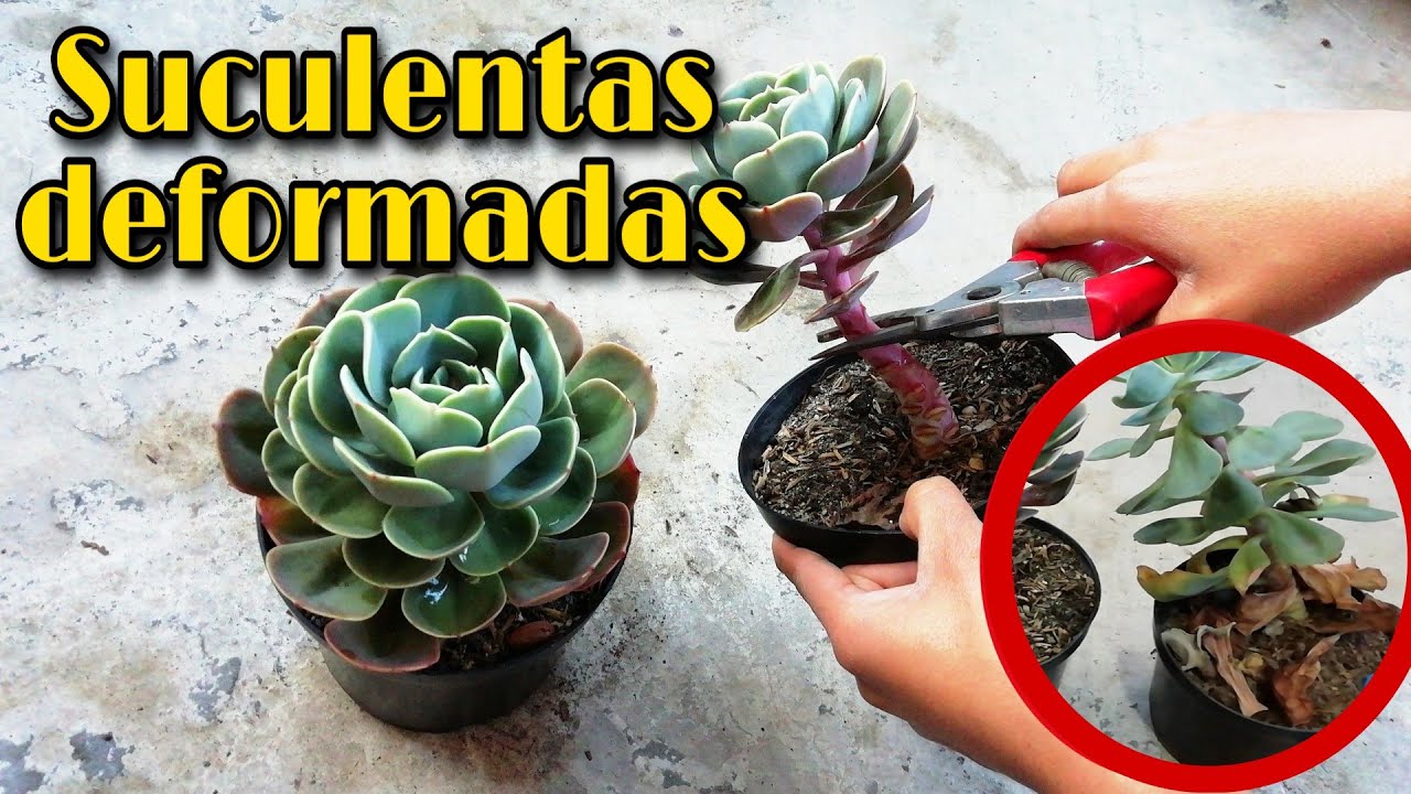 Mis SUCULENTAS no crecen correctamente + RECUPERACIÓN + REPRODUCCIÓN 👩🏽‍🌾 | Jardines by Angie