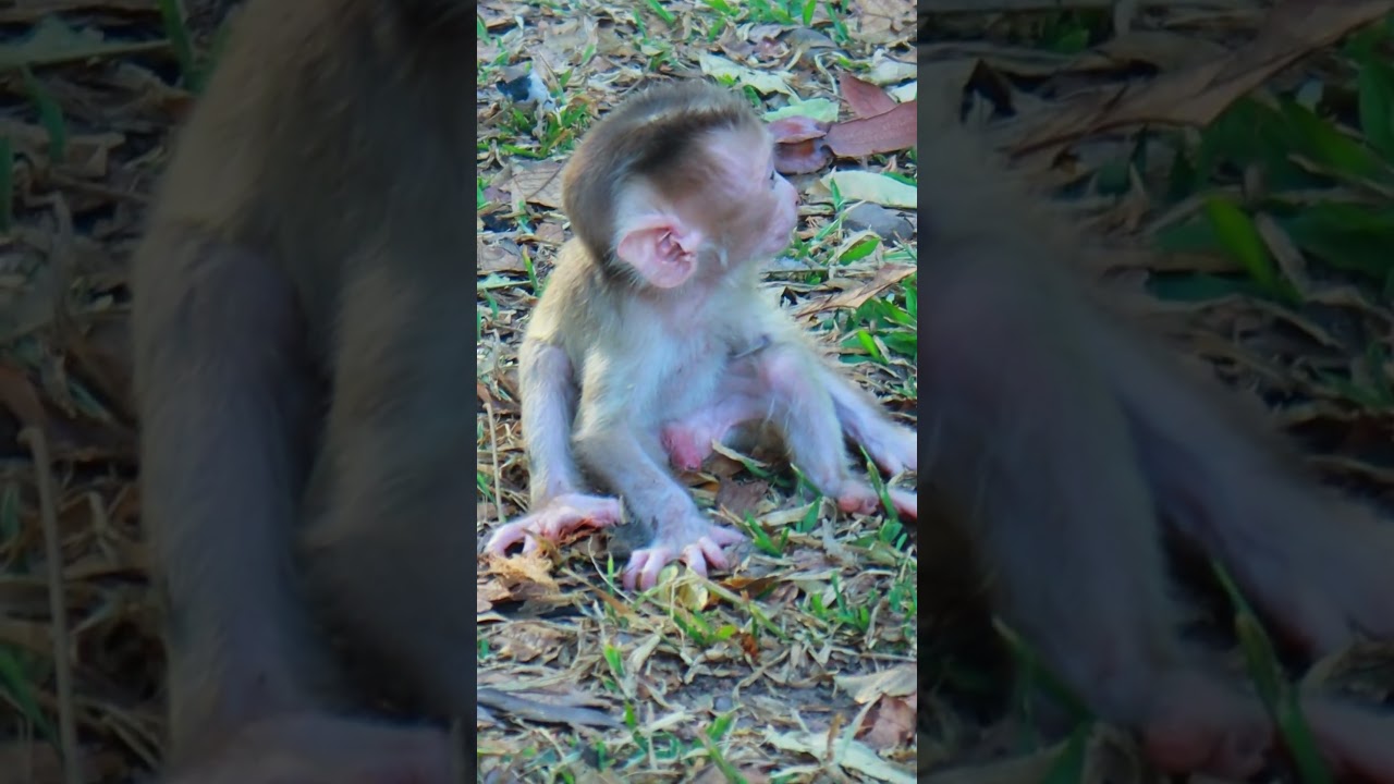 cute baby Levy only gaze to mother  #monkey
