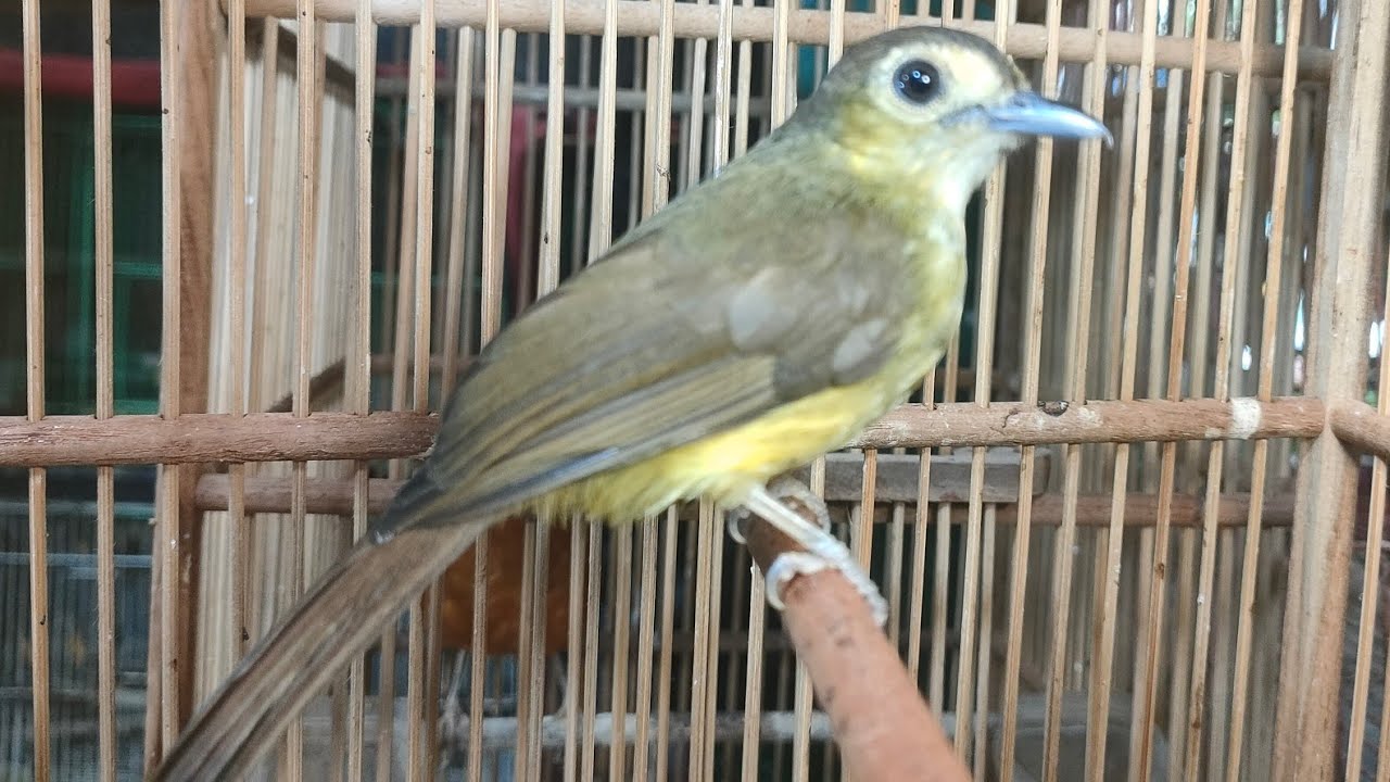 BURUNG RATUSAN RIBU SUARA SEPERTI BURUNG JUTAAN 