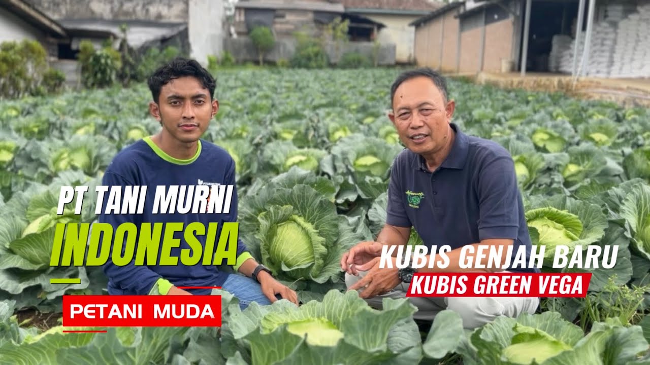 KUBIS CEPAT PANEN GENJAH BARU GREEN VEGA DARI PT TANI MURNI INDONESIA 