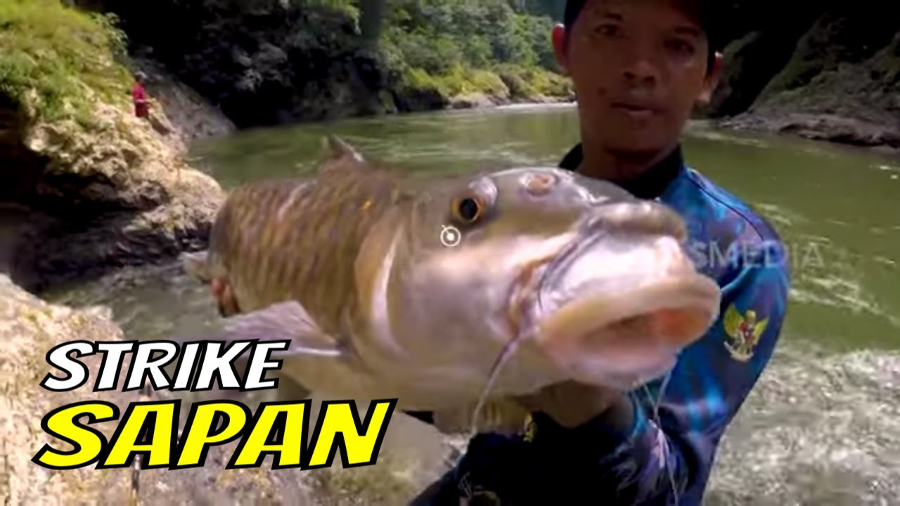 Berburu Sapan Di Arus Deras Sungai Atan | MANCING MANIA STRIKE BACK (02/09/23) Part 1