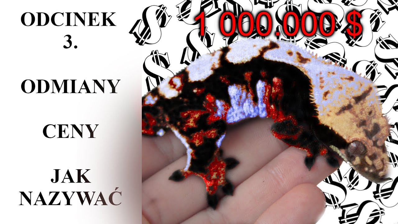 #3 Gekon orzęsiony - od czego zależy cena - kolory, znaczenia