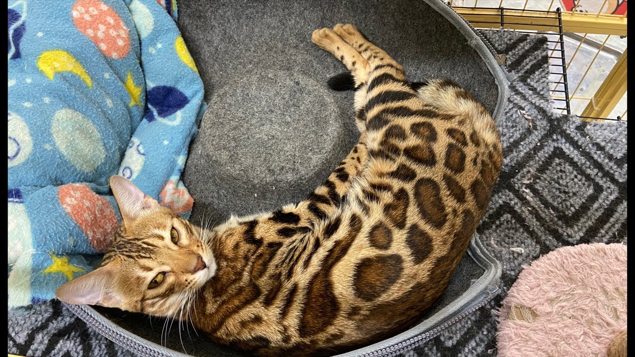Corgi and Bengal cat in Viet Nam đang phát trực tiếp!