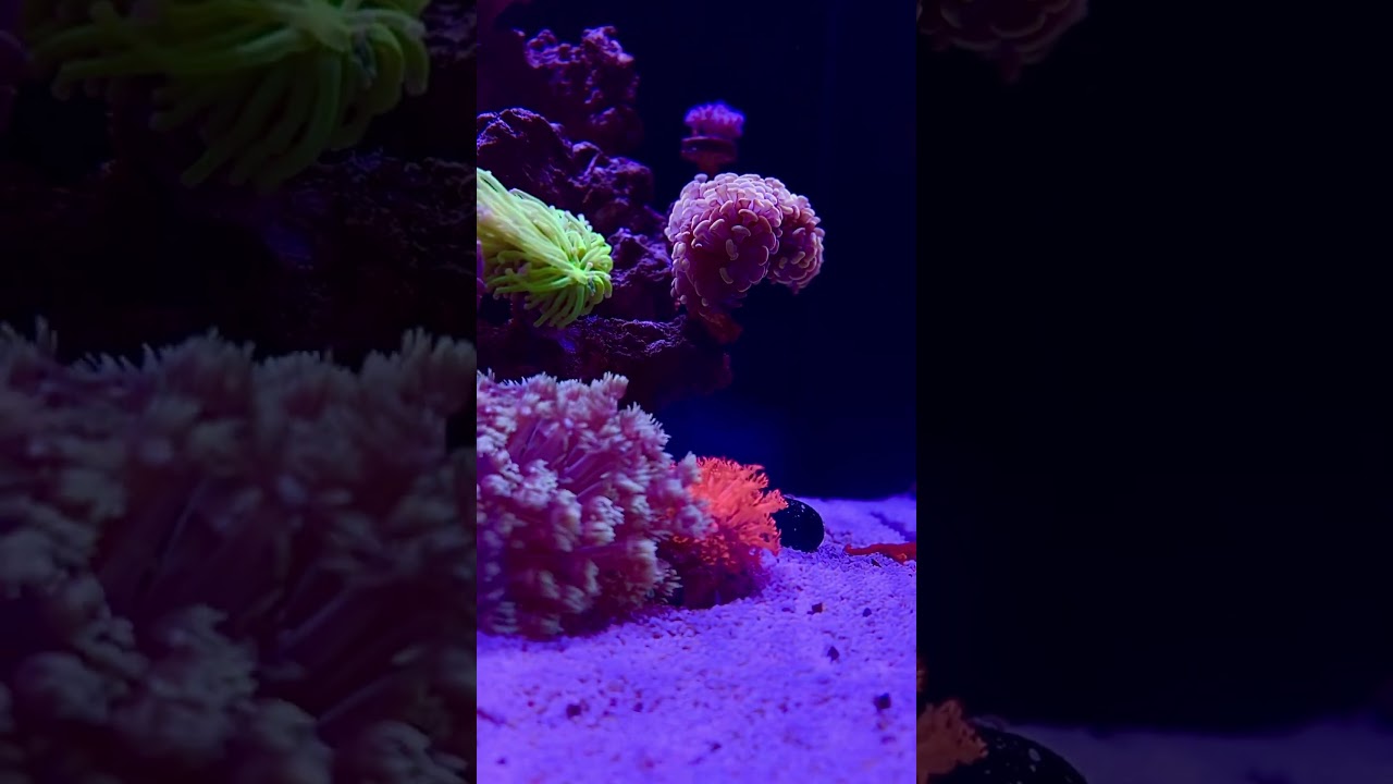 The best nano reef? 