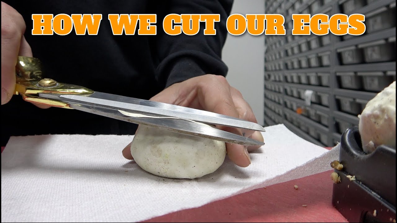 Saturday Snake School! How To Cut Ball Python Eggs Safely!