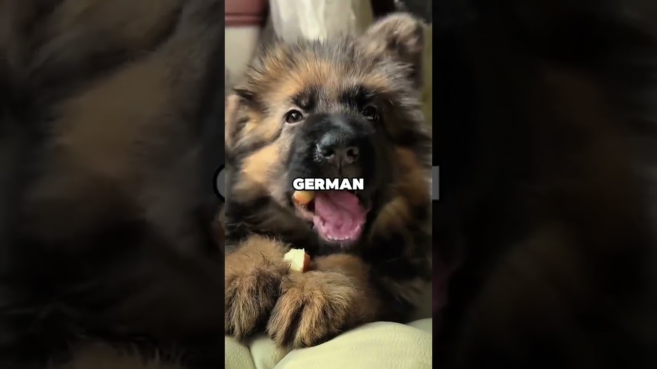 The TRUTH About German Shepherds Will SHOCK You! 😱🐶