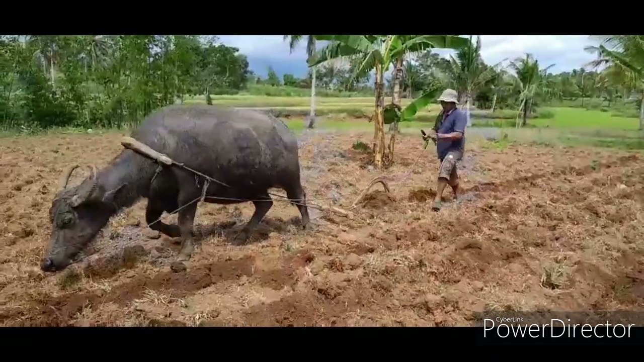 EP4: ANOTHER DAY OF A FARMER'S LIFE. PLOWING THE FIELD TO PLANT CASSAVA.
