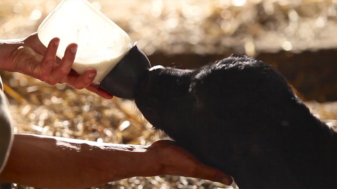 Treatment of Diarrhea & Dehydration in Dairy & Beef Calves (Part 3 of 3)