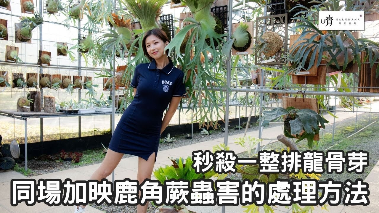 【晴花鹿苑-進階鹿角蕨篇】教大家秒殺龍骨芽! 同場加映鹿角蕨蟲害處理辦法!跟介殼蟲&蚜蟲說拜掰 #鹿角蕨養護  #美鹿  #ビカクシダ #Stag's Horn Fern