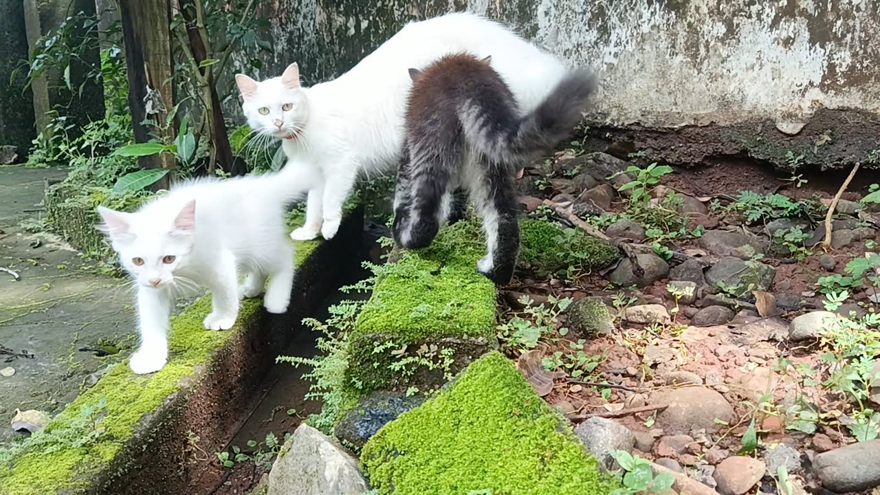 Mom Cat Guarding Her Kittens While Playing Outdoors | Mother Cat Go Outside With Her Kittens