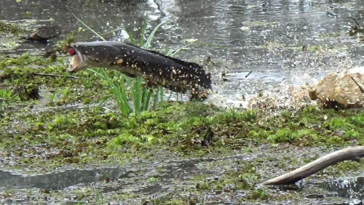 SERANGAN IKAN KEPALA ULAR MENAKJUBKAN 😱 CASTING GABUS BABON